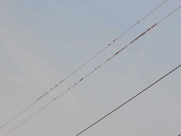 Fanello  - Giampaolo Toniolo