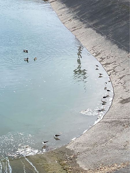 Cavaliere d'Italia  - Margherita Coviello