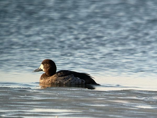 Bergente  - Artur Andrzejewski