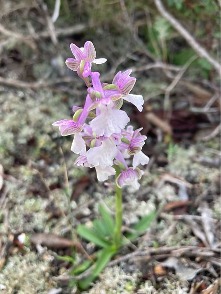 Anacamptis morio  - Léa Pichon