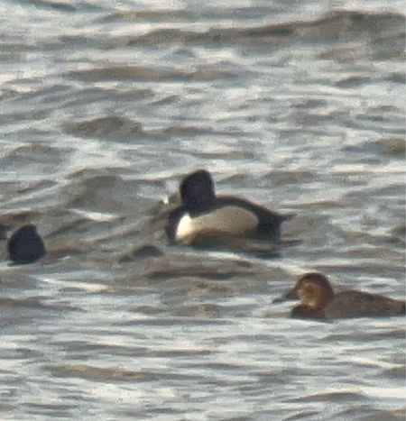 czerniczka  - Maciej Aleksandrowicz