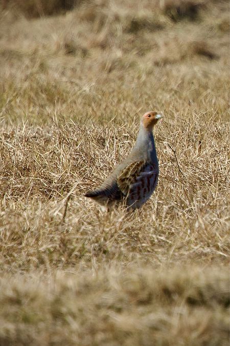 kuropatwa  - Wojciech Kaczor