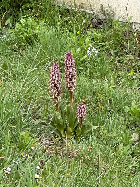 Barlia robertiana  - Antonio Mazzone
