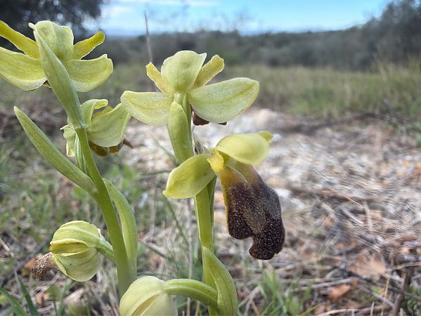 Ophrys forestieri  - David Vilasís Boix