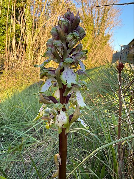 Himantoglossum robertianum  - Pep Sole