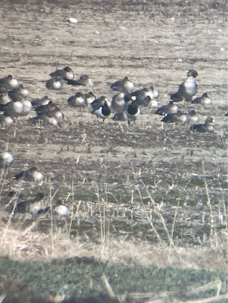 Weisswangengans  - Krzysztof Lis