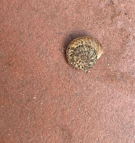 Xerotricha conspurcata  - Maria Rita Gelso