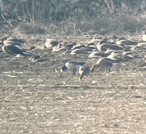 Weisswangengans  - Krzysztof Lis