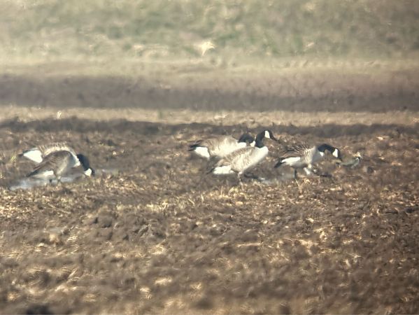 bernikla kanadyjska  - Artur Andrzejewski