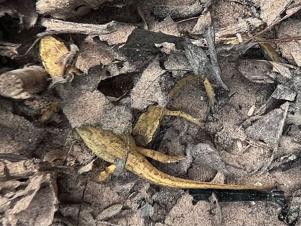 Uhandre palmatu  - Esther Lopez