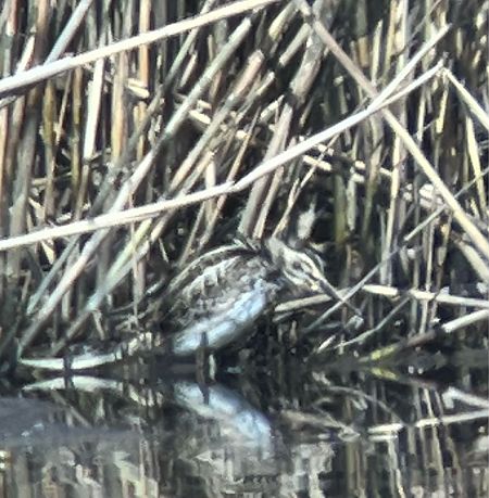 Bécassine sourde  - Herta Mangeng