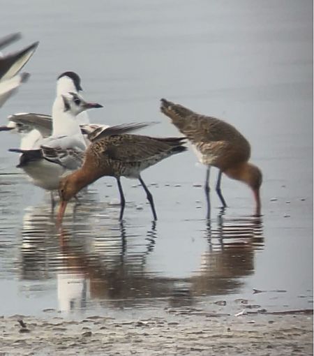 Barge à queue noire  - Herta Mangeng