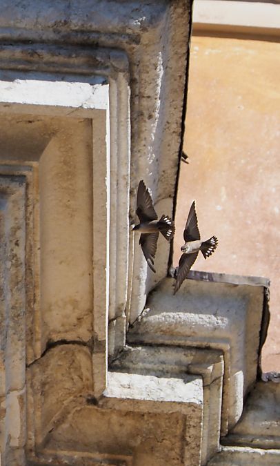 Rondine montana  - Giovanni Grasso