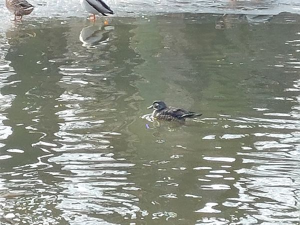 karolinka  - Andrzej Dylik