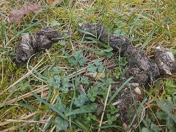 Lupo  - Davide Parodi