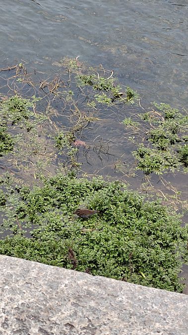 Water Rail  - Giulia Masoero