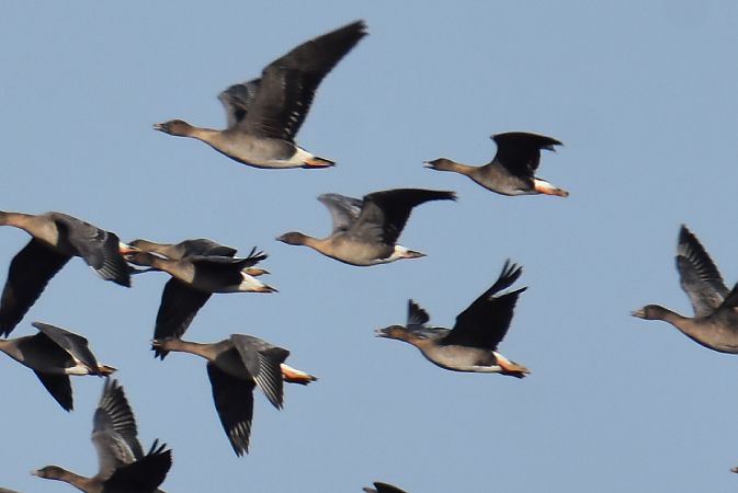 Kurzschnabelgans  - Krystian Pytel