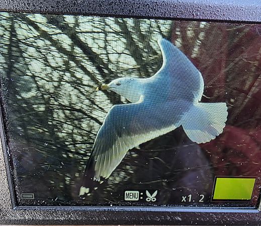 mewa delawarska  - Robert Locman