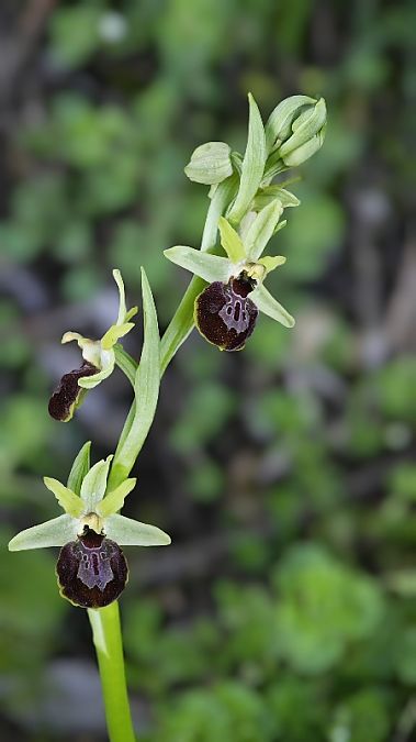 Ophrys occidentalis  - Alain Bultez