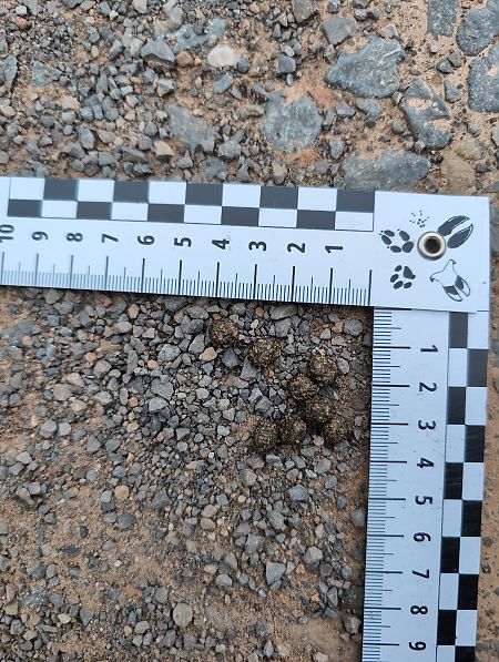 Conill, conill de bosc  - Verònica Muriel