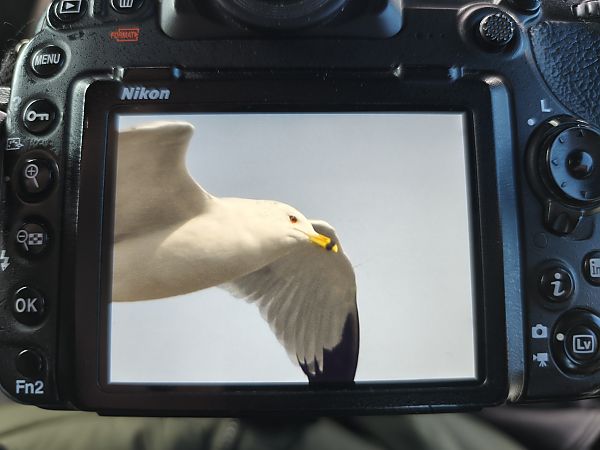 Ringschnabelmöwe  - Mikołaj Rowicki