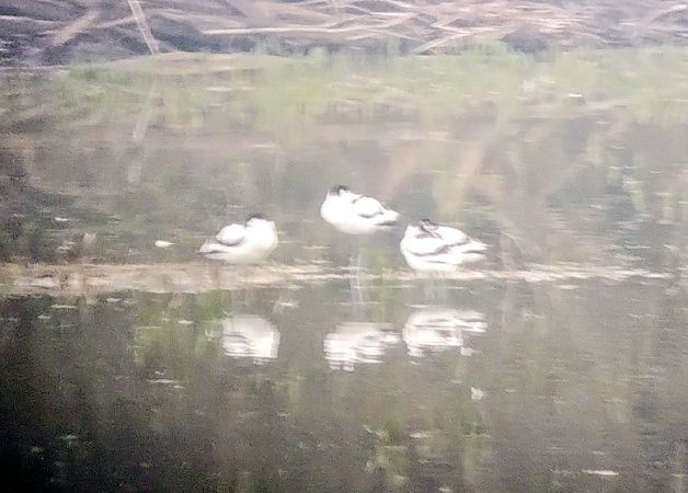 Avocetta  - Marco Cortemiglia
