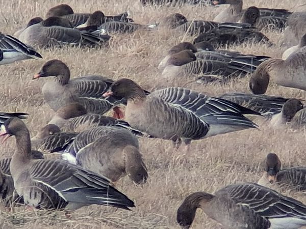 Kurzschnabelgans  - Wojciech Siuda