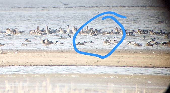 Weisswangengans  - Radosław Włodarczyk