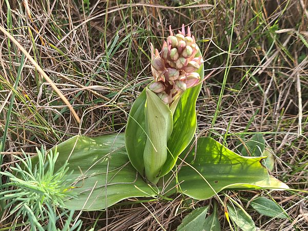 Himantoglossum robertianum  - Christian Fleury