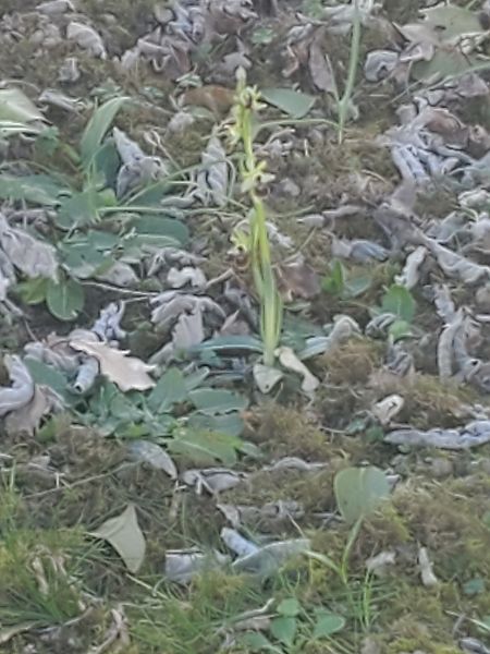 Ophrys exaltata subsp. marzuola  - Xavier Mengual