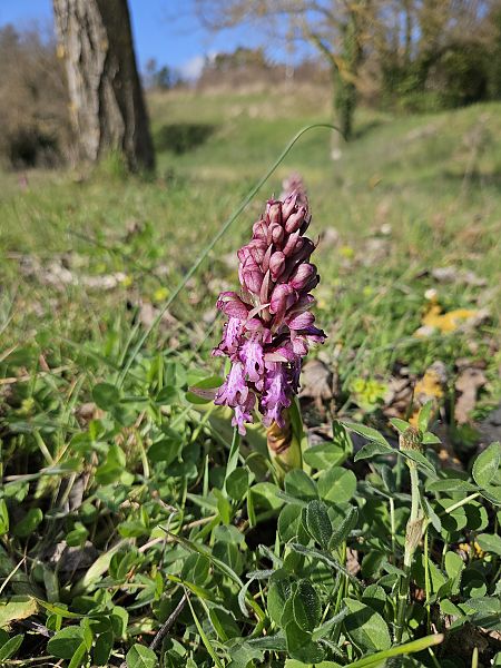 Himantoglossum robertianum  - Eric Roure