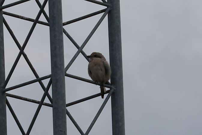 Steppe Grey Shrike  - Lorenzo Lanzani