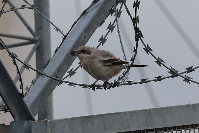 Averla maggiore beccopallido  - Lorenzo Lanzani