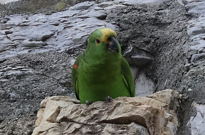 Amazzone frontegialla  - Lorenzo Lanzani