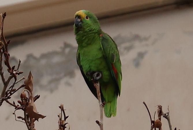 Amazzone frontegialla  - Lorenzo Lanzani