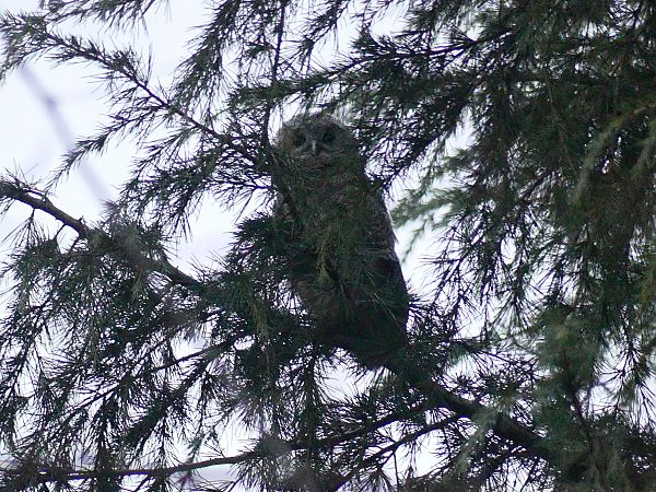 Allocco  - Lorenzo Cocco