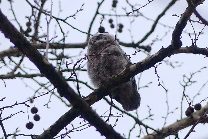 Allocco  - Lorenzo Cocco