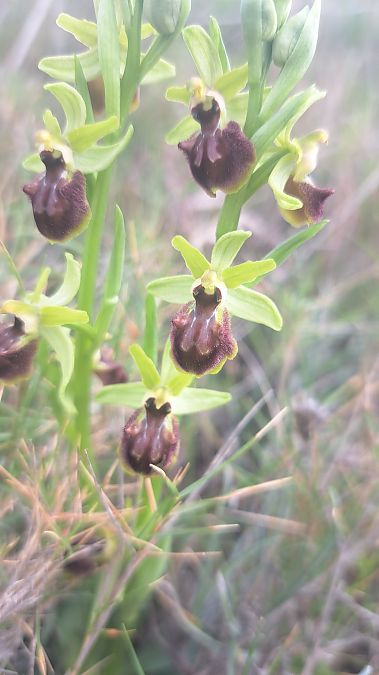 Ophrys exaltata subsp. marzuola  - Cécilia Fridlender Jalla