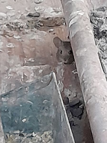 Topo selvatico  - Fabio Lovisetto