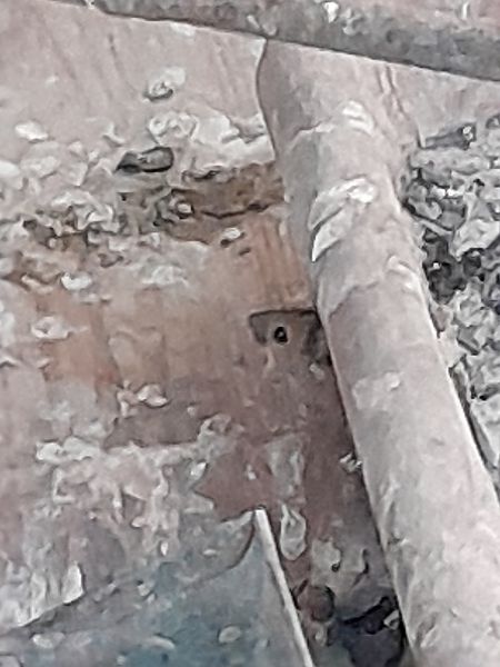 Mulot sylvestre  - Fabio Lovisetto