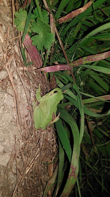 Reineta meridional  - Eudald Pujol Buxó