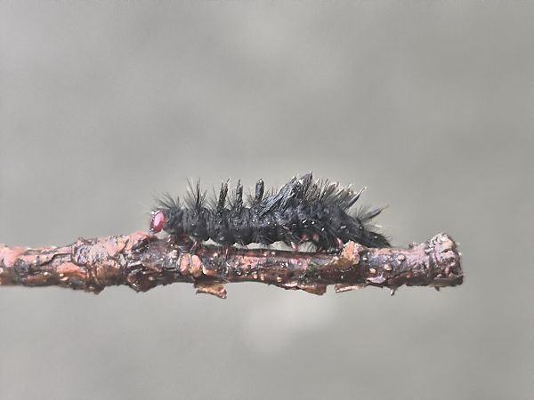 Saturnia pavoniella  - Mirko Tomasi