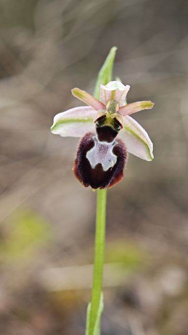 Ophrys arachnitiformis  - Alain Bultez