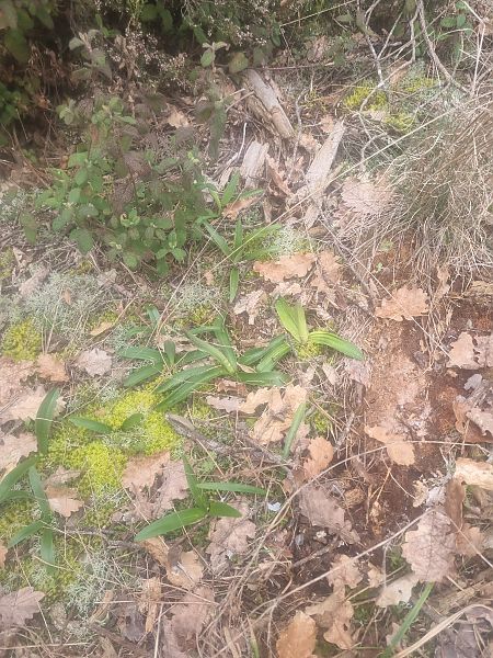 Orchis tenera  - Pere Espinet