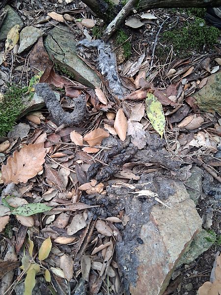 Geneta, gat mesquer  - Teresa Galo Pou