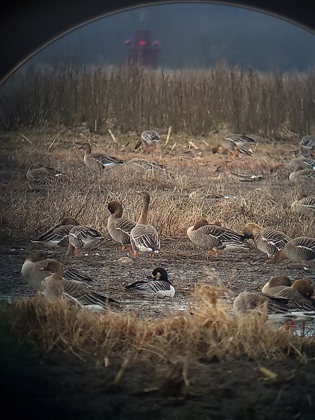 bernikla białolica  - Aleksey Andreyanov