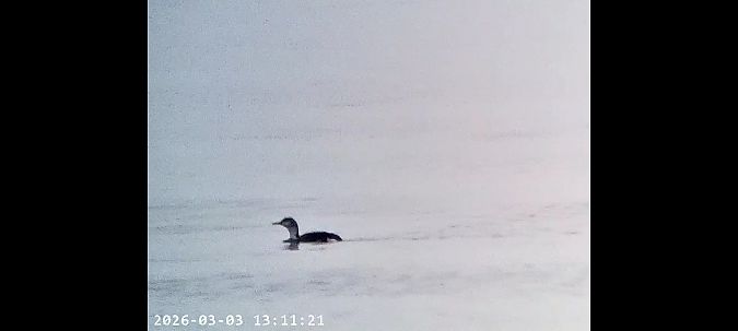 Plongeon catmarin  - Massimo Tassinari