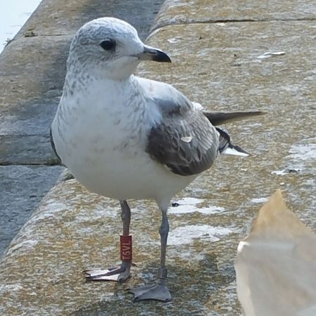 Gavina  - Tommaso Bonora