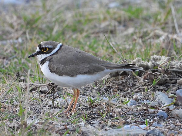 Corriere piccolo  - Andrea Sorrentino