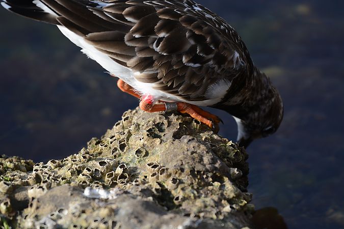 Voltapietre  - Alberto Manganaro